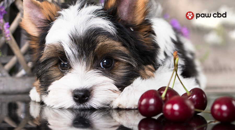 Can Dogs Eat Cherries? Paw CBD