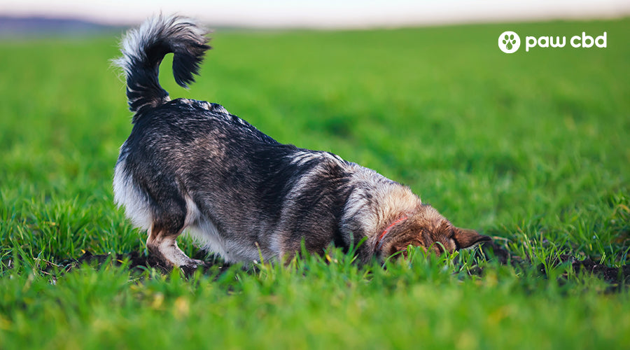 Natural dog hotsell digging deterrent