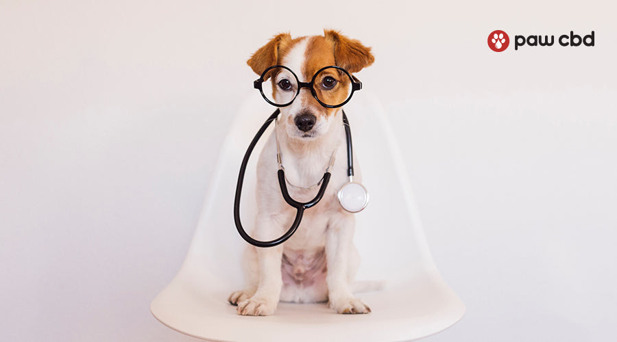 Home remedies on sale for pets