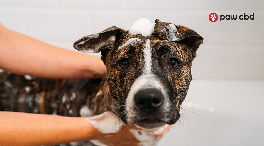 Can i use human shampoo on dog Clearance