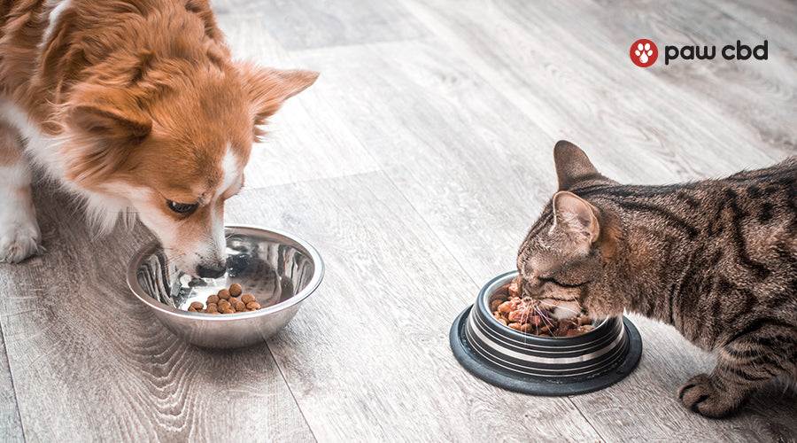 http://www.pawcbd.com/cdn/shop/articles/1_cat_food_vs_dog_food_blog_paw_cbd.jpg?v=1683666361