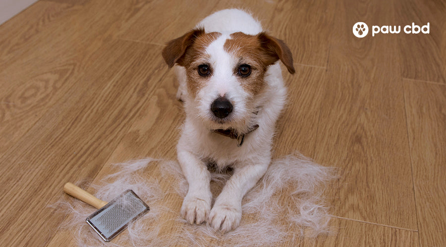 Dog Hair Loss: Home Remedies, Causes, and Diagnosis