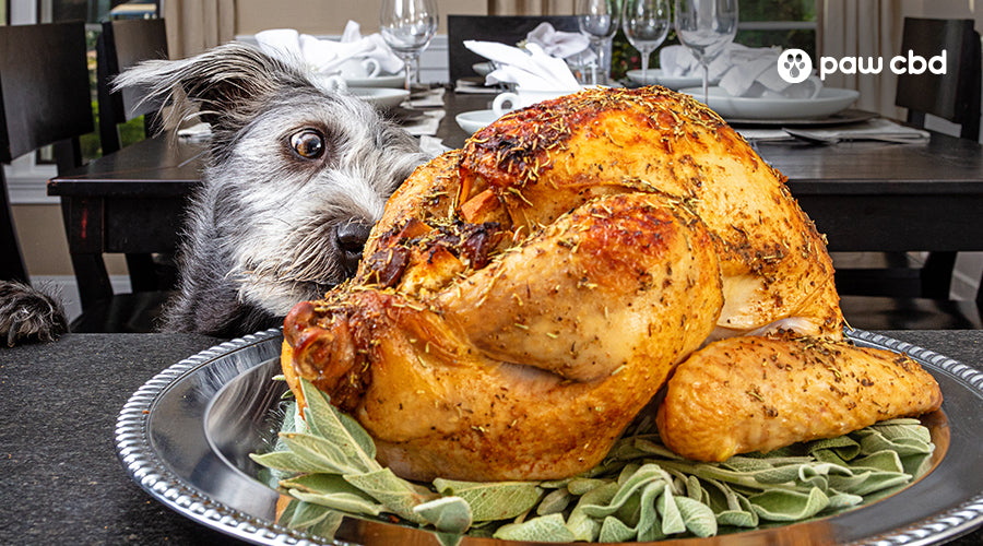 A Guide to a Safe Thanksgiving Dinner for Dogs Paw CBD