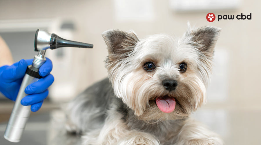 Hearing Aids for Dogs and Dog Hearing Protection Paw CBD