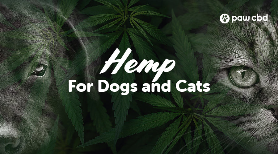 Beyond CBD Hemp for Dogs and Cats Paw CBD