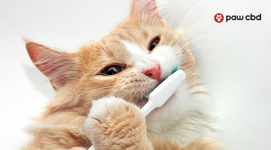 Periodontal disease in cats treatment 2025 cost
