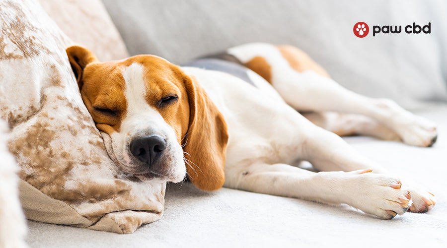 Basset Hounds Dog Breeds That Can Be Left Alone Small Dog Medium