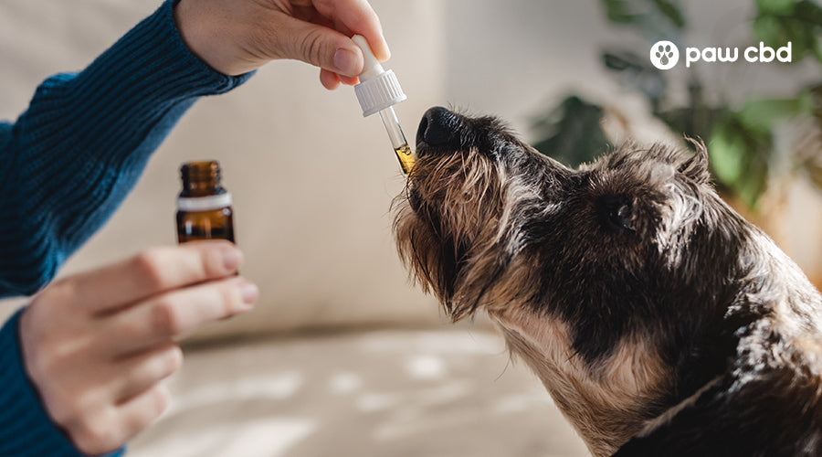 CBD Oil for Dogs Bacon or Chicken, CBD Oil for Cats