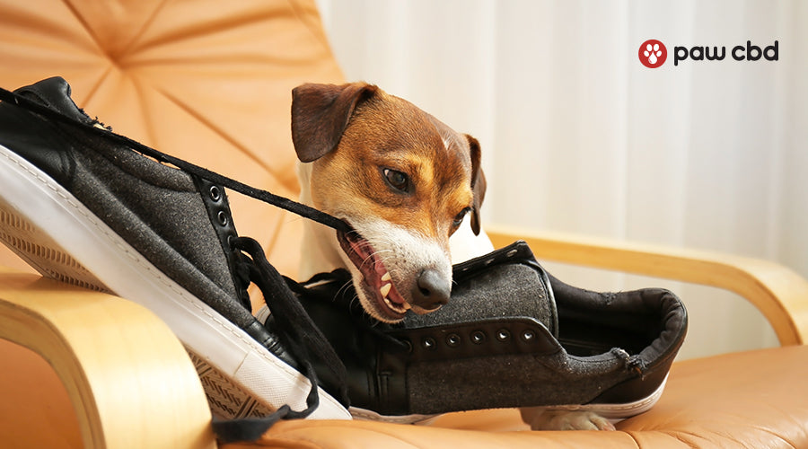 Get dog to stop chewing shoes Clearance