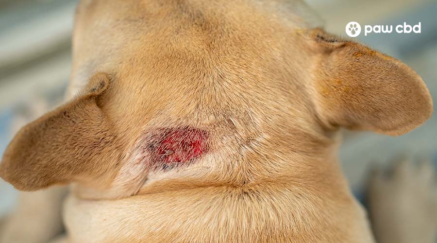 can dogs get ringworm from humans