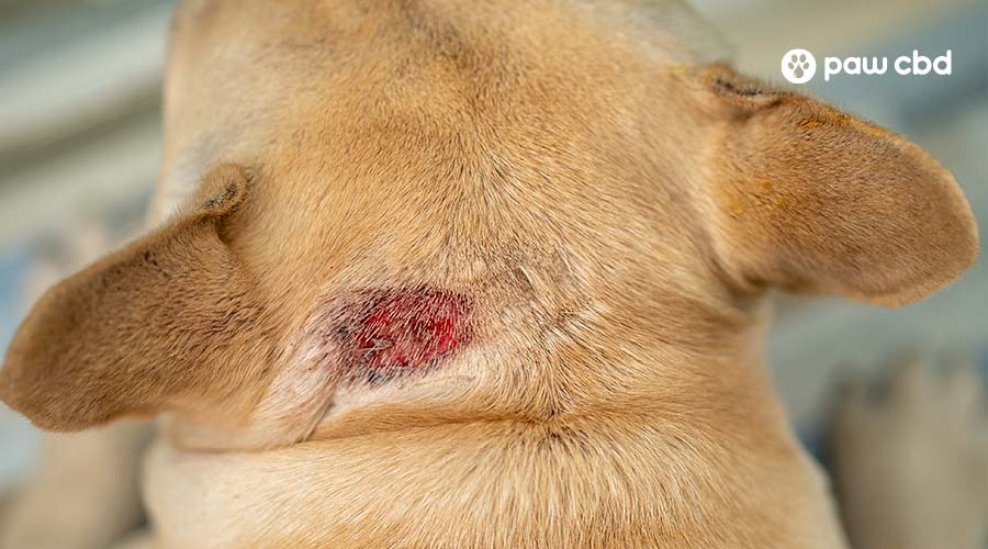 What Does Ringworm Look Like on a Dog: Symptoms and Identification