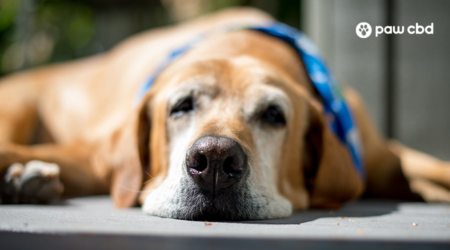 Senior Dog Behavior Problems How to Support Your Aging Pet Paw CBD