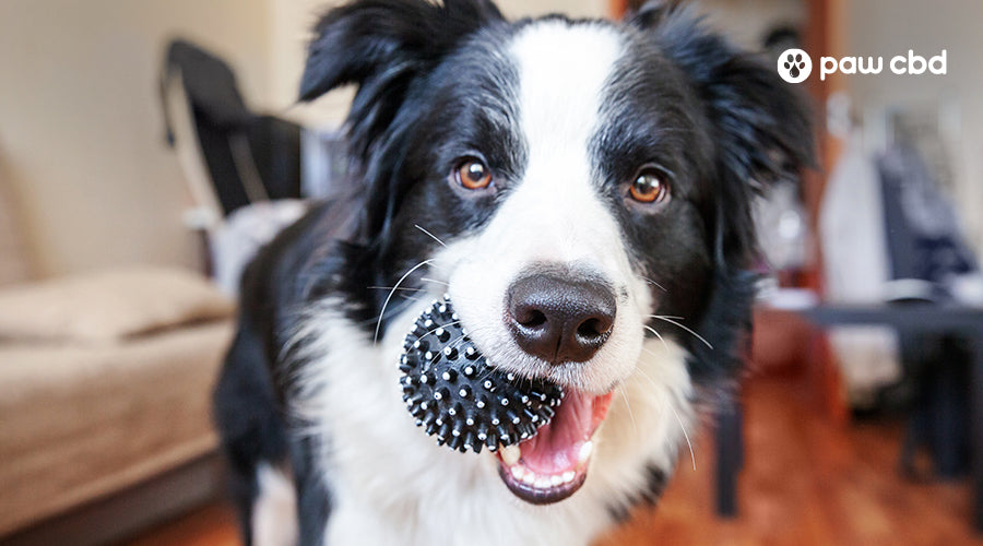 Skip the Squeaker With These 7 Noiseless Dog Toys