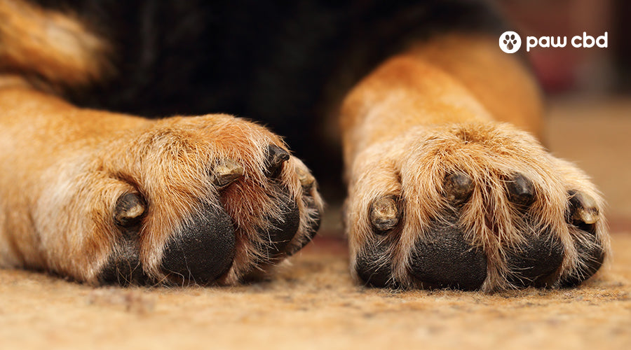 Tips and Tricks for Preventing Dry and Cracked Dog Paws Paw CBD