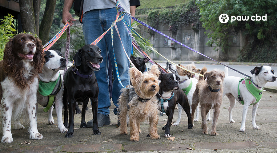 I want to be a sale dog sitter