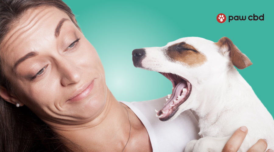 Chronic bad breath in hotsell dogs