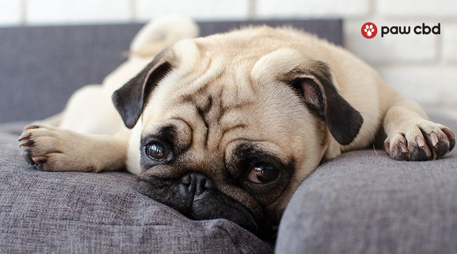 5 Reasons Your Dog Doesn't Want to Be Left at Home