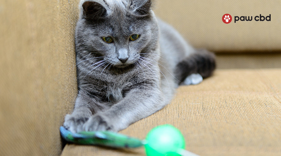 8 of The Best Interactive Cat Toys for Mental Stimulation Paw CBD
