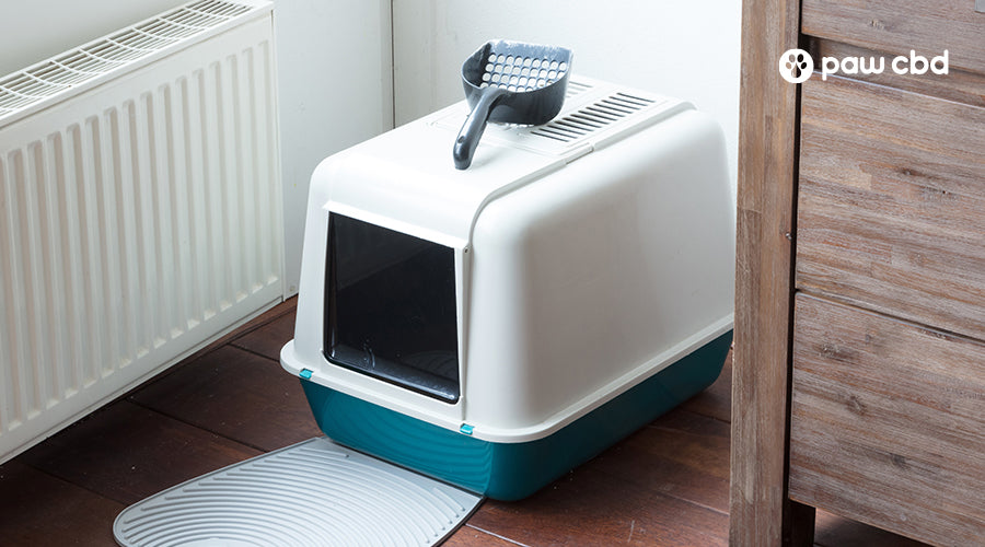 How to Change Cat Litter and Other Litter Box Training Tips Paw CBD