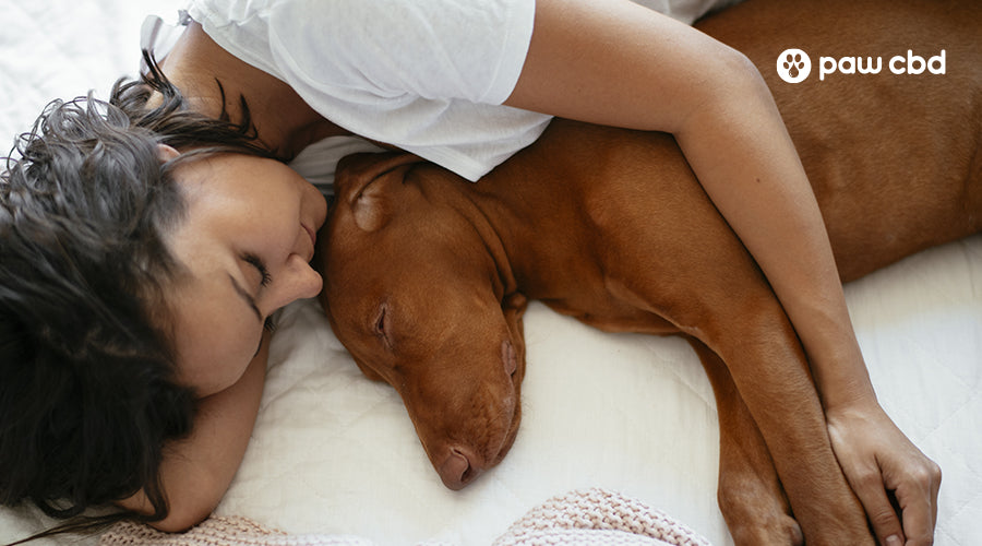 Is It Safe to Sleep with Dogs in Your Bed Paw CBD