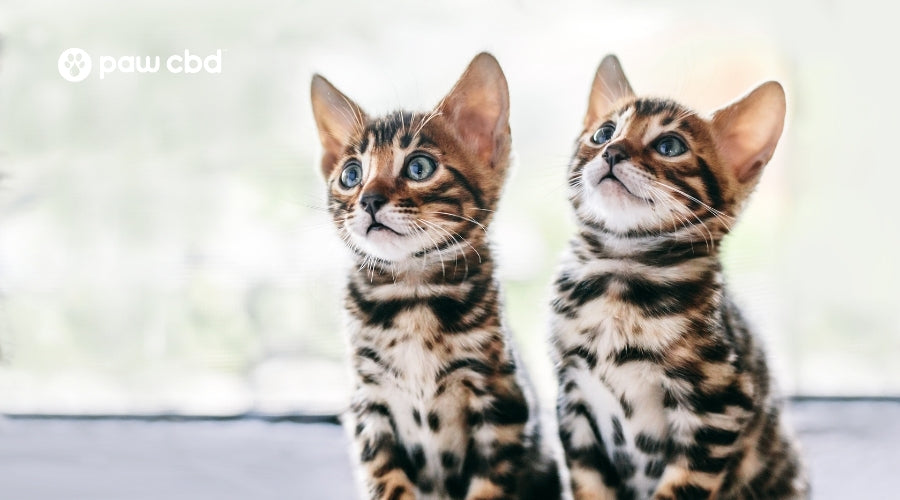 The 10 Best Cat Breeds: How To Choose a Cat For Your Family