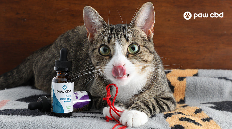 Melatonin for hotsell cats petsmart