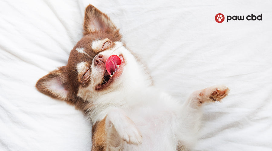 What Do Dogs Dream About Paw CBD