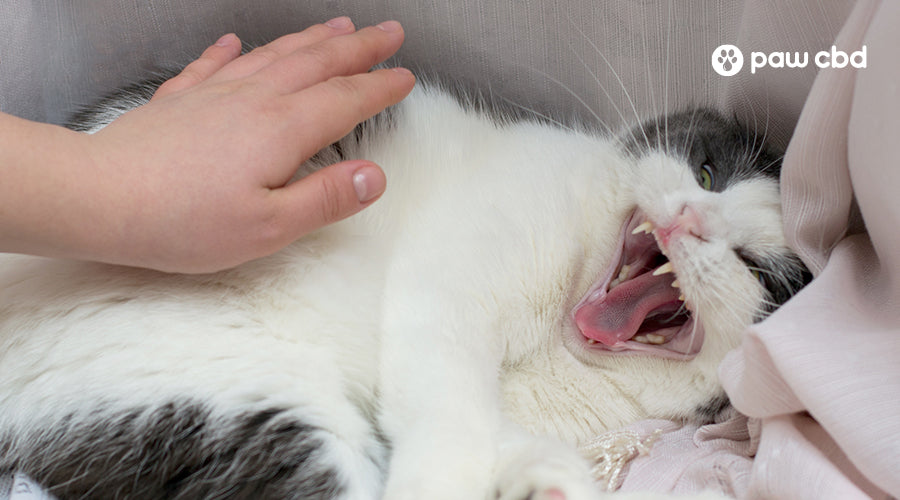 Why is your cat mad? Maybe it's because you're not listening - The
