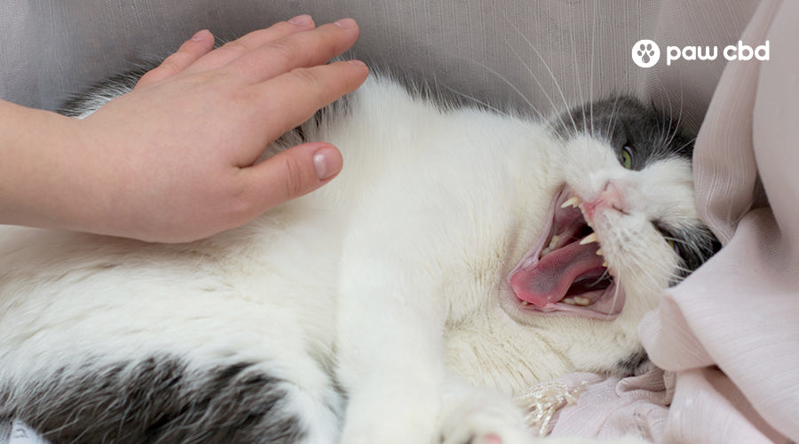 Why Do Cats Growl? The Reason for the Grrr and How to Respond