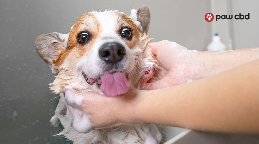 Easy way to 2025 bathe a dog