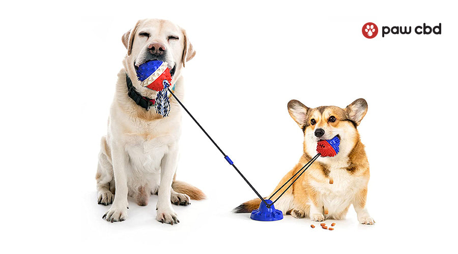 7 of the Best Interactive Toys for Dogs