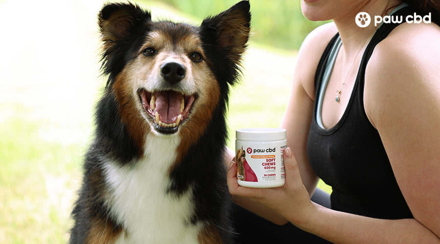 Cbd joint supplement for sales dogs