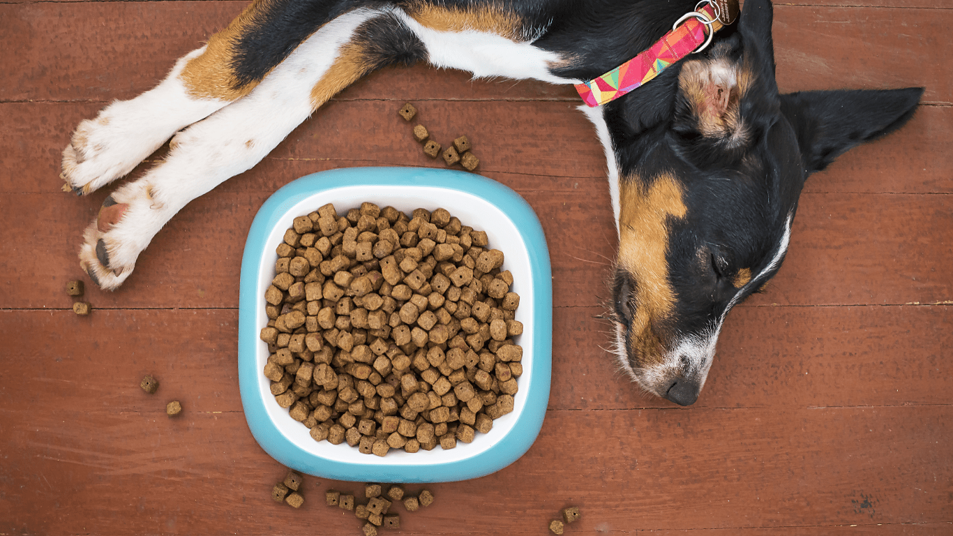 natural supplement to increase dog's appetite