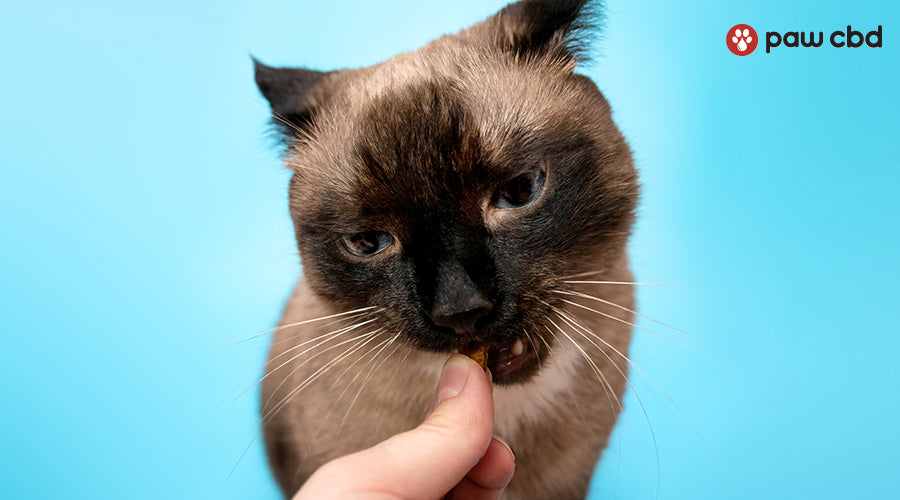 How Do Cats React to CBD Chews?