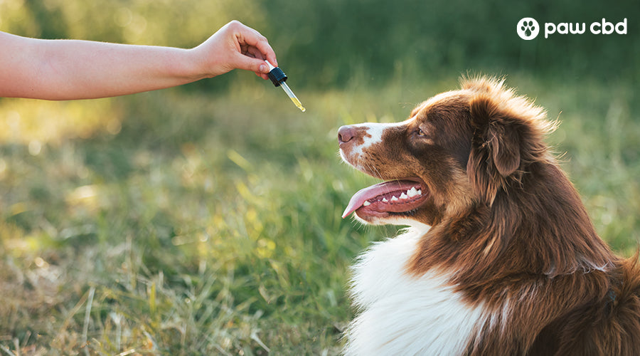 How Does CBD Make a Dog Feel?