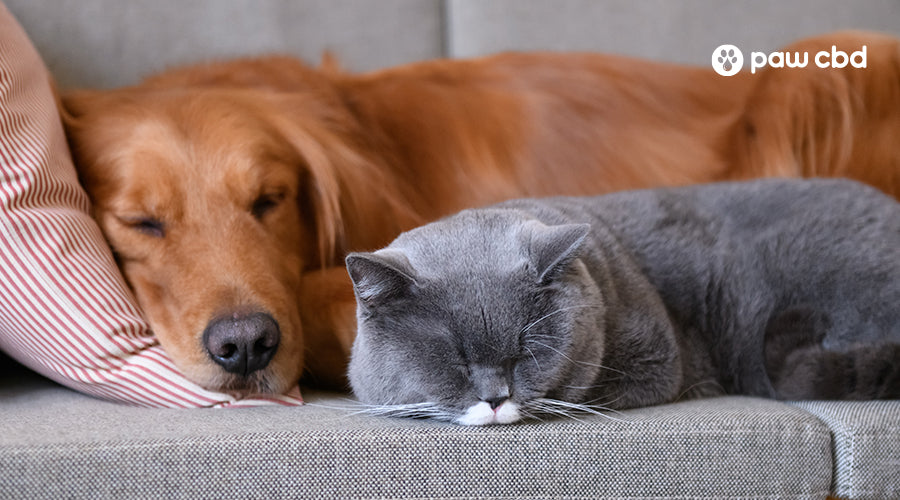 Cats sleeping with dogs clearance
