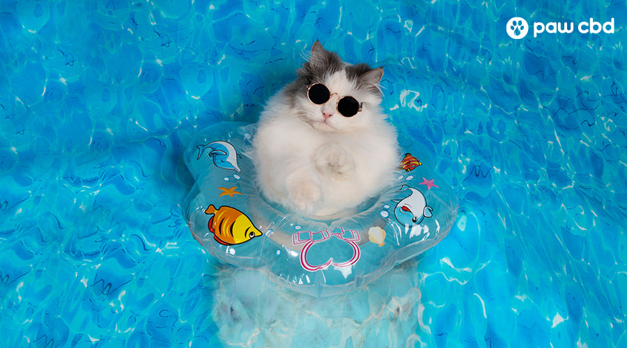 How to Keep Cats Cool in the Summer Without AC | Paw CBD
