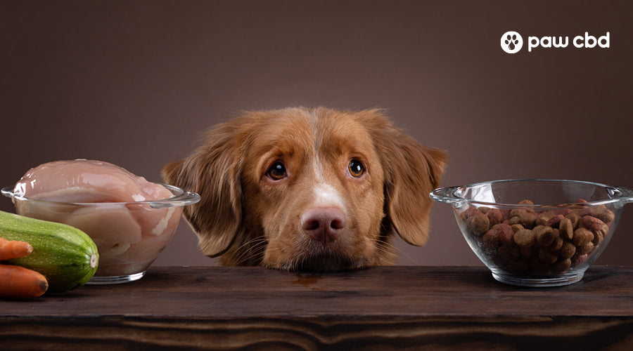 Healthy dog diet plan on sale