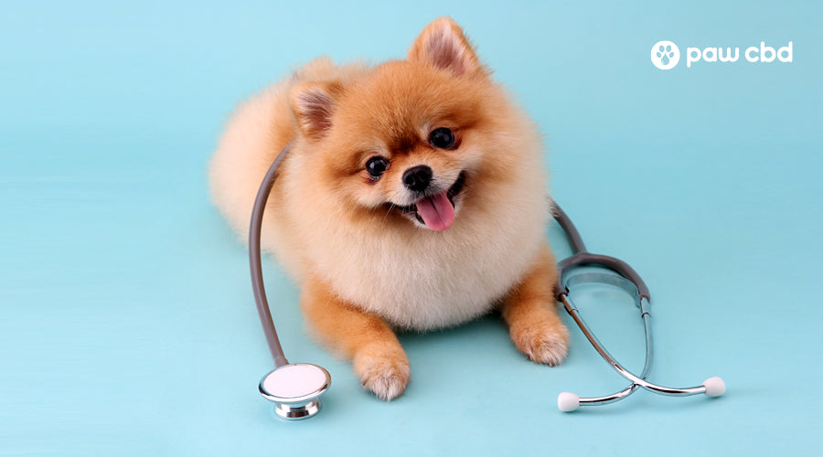 Dog wellness deals