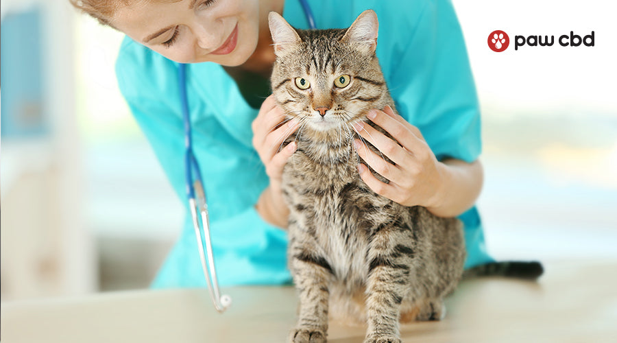 Wellness Exams for Cats What to Know Before You Go Paw CBD