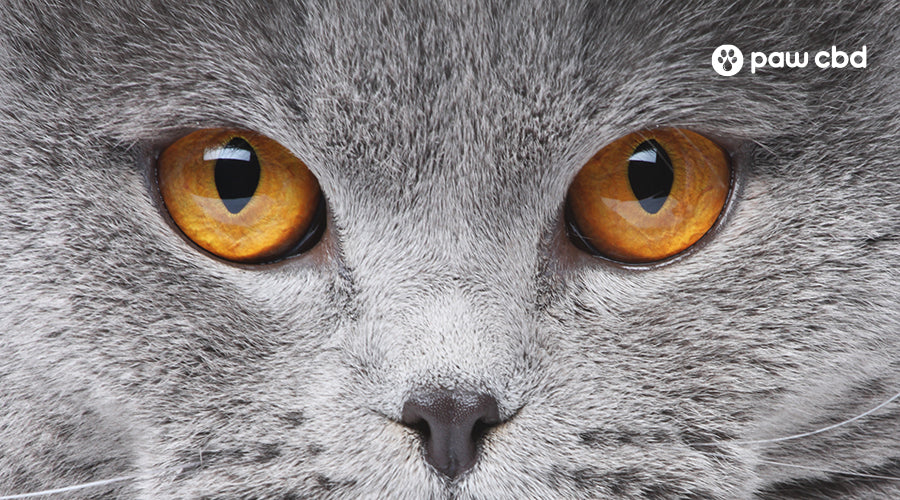 Can Cats See Color? Paw CBD