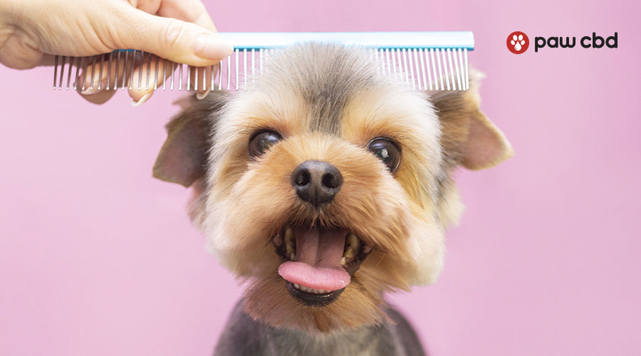 Best Way To Groom A Dog S Face at Matthew Calzada blog