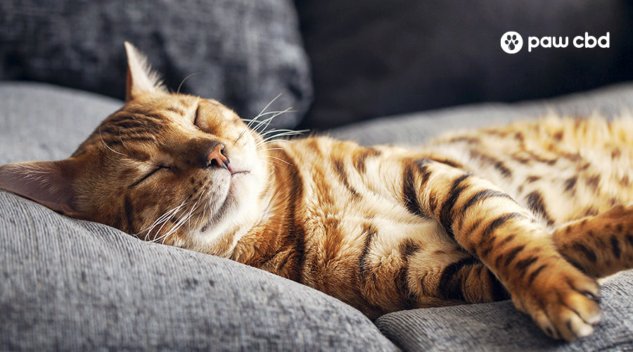 Why Do Cats Sleep So Much? Paw CBD