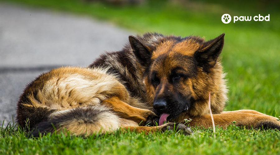 My dog keeps chewing her paws My dog keeps chewing her paws