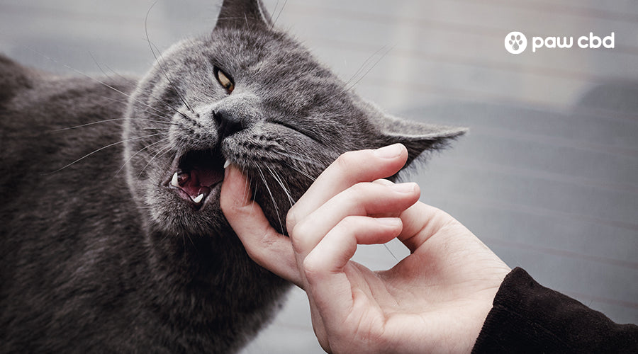 Ending the Ouch: How to Get a Cat to Stop Biting | Paw CBD
