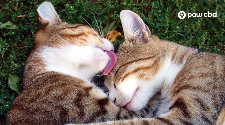 How To Introduce Cats To Other Cats How To Introduce Cats To Other Cats