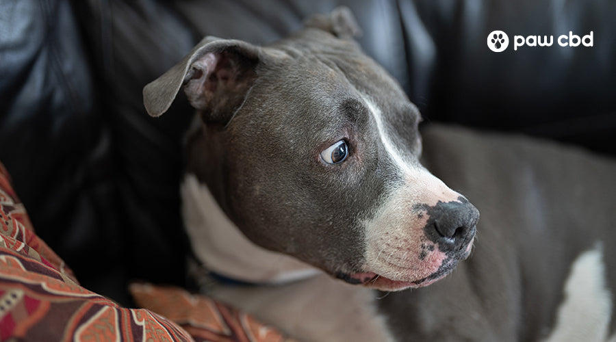 Dog Behavior Guide Why Is My Large Dog Afraid of Loud Noises? Paw CBD