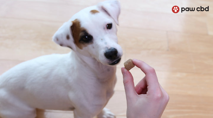 Can Dogs Overdose On CBD Chews can-dogs-overdose-on-cbd-chews