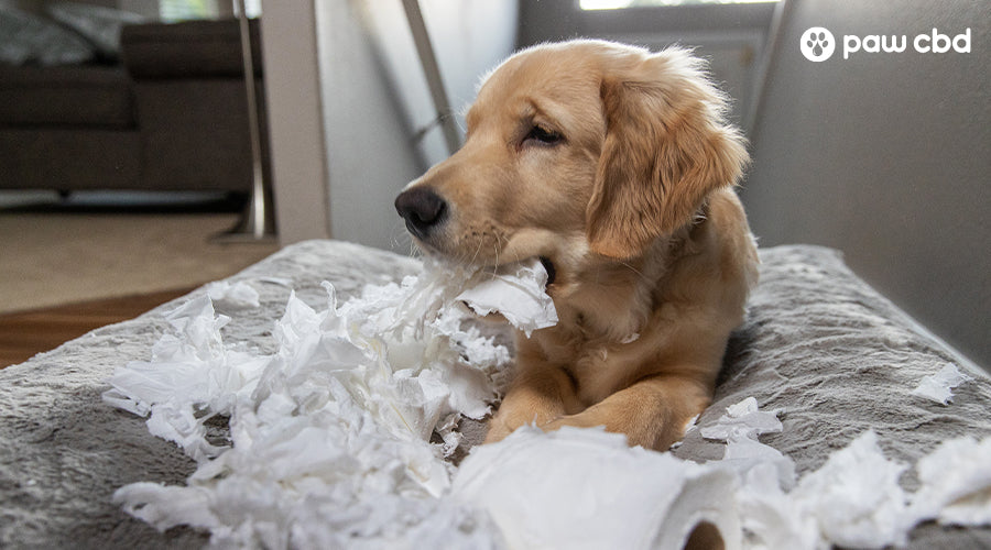 Misbehaved Dogs Is Your Dog Misbehaving for Attention? Here’s What to Do