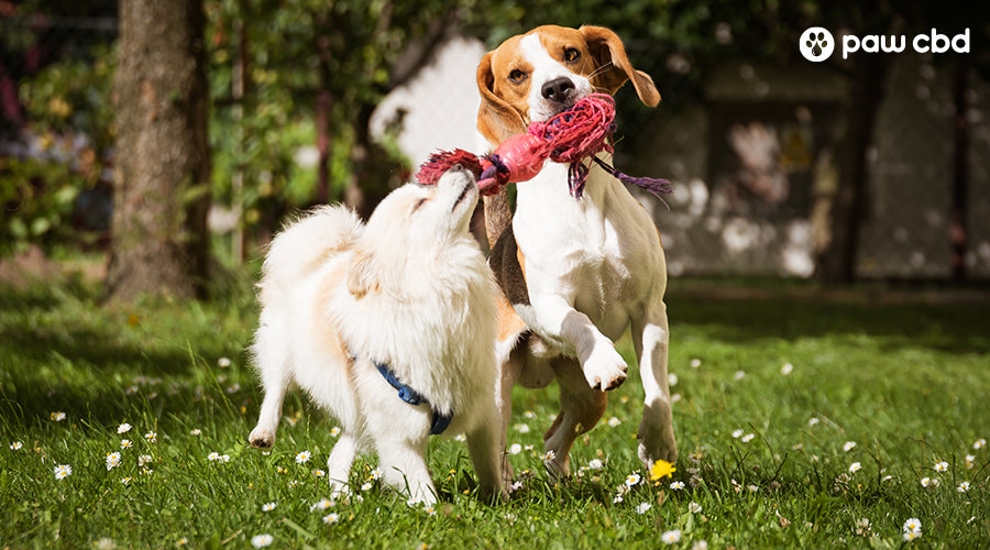 Aggressive behavior in dogs toward other dogs Aggressive behavior in dogs toward other dogs